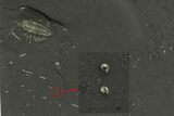 Pyritized Triarthrus Trilobite w/ Appendages & Micro Nautiloids #240674-2